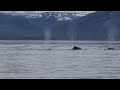 Whales making an amazing noise in Alaska