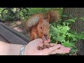 Очень спокойная и добрая белочка. / Calm and kind squirrel - girl. #squirrel