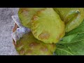 Fluffy Spinach Poori | पालक की पूड़ी | પાલક પૂરી