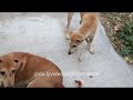 Feeding my doggies!! 🐕  (Wanderlust & Yoshi) | Daily videos with Divyakshi