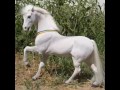 Breyer horses realistic photo