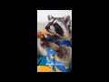 Cute Baby Animals Videos Compilation | Funny and Cute Moment of the Animals #19 - Cutest Animals