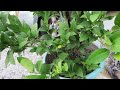 Citrus Trees Check