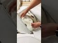 Gucci Rhyton Sneakers unboxing