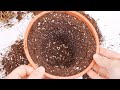 Easiest Repotting Method Ever!