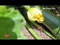 Complete TIPS for FAST ID of Zucchini Male & Female Flowers in Early Stage | Zucchini Maximum Yield