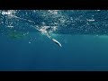 Flying Fish Picked Off From Above And Below | 4K UHD | The Hunt | BBC Earth