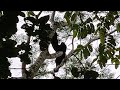 grupo de monos saraguatos aullando rugiendo gritando o guturando en la selva México