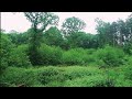 English woodland gentle rain with relaxing music
