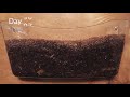 Euro Nightcrawler Worms 98-Day Time-Lapse FULL - vermicomposting