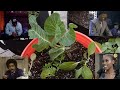 #THATSAUCE | #MIGGROWOFF2022 Update #1 | Soil Prep and Transplanting