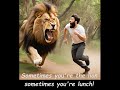 Sometimes you're the lion, sometimes you're lunch! (With audio description in English.}