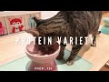 How To Start Your Kitten On A Raw Diet - The Ultimate Guide