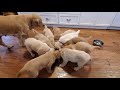 Golden Retriever Puppies Nursing