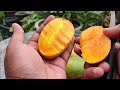 HOW TO GROW A MANGO TREE IN POT | WITH FULL UPDATES