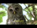 Young Barred Owl Meets a Human (Nikon Z8, NIKKOR Z 180-600mm f/5.6-6.3 VR)