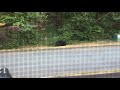 Black bear having some nuts for breakfast