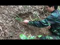 FULL VIDEO: 30 Days survival - wild chicken trapping - catching fish - catching frogs l Thuvlogs