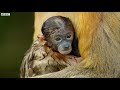 Proboscis Monkeys Leap Into Crocodile-Infested River | BBC Earth