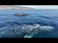 2 gray whales Palos Verdes