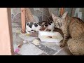 Angry Mother cat protecting her Kitten