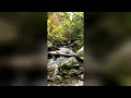 Relaxing Nature Sounds Forest River