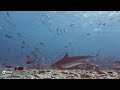 Tiger sharks at the Tiger Zoo dive site, Fuvahmulah, Maldives (February 2022)