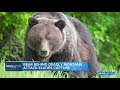 Grizzly bear behind deadly Montana attack eludes capture