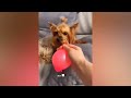 New Funny Videos 2024 😍 Cutest Cats and Dogs 🐱🐶 Part 59