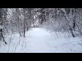 лес, выпал снег -2°C ❄️