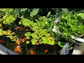 Planted goldfish pond
