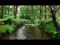 After Rain Forest Flight. DJI Mini 4 Pro. FPV mode