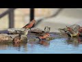 Red Crossbills