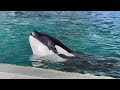 Inside Look Backstage At Orca Encounter | SeaWorld Orlando (11-13-20)