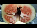 Giant Watermelon 288 lbs. cut open (see inside )