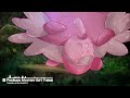 Pokémon Mystery Gift Theme w/Tanoshi (Lofi Remix)