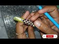 class-10 2 cut bangles making and designing🌼💡🌈🦩|silk thread bangles making#youtube #silkthreadbangle