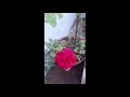 Beautiful Rose Flowers || ரோஜா பூ || Rose WhatsApp Status