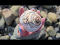 Neptune Shelling! | Hundreds of Sand Dollars! | Virtual Shelling | Unique Beach Finds | Plum Island