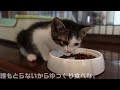 母猫に置いて行かれひとりぼっちでうずくまっていたイカ耳子猫、幸せになるための1か月間の成長記録（前編）