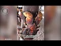 Coconut Crab ⚠️ Don't Mess With This Crab! | 1 Minute Animals