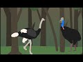 Ostrich vs Cassowary