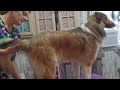 Farmdog finds a forever home, Collies first grooming