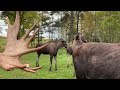 Daily life in Skullaryd moosepark!