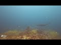 Manta rays at cleaning station, South Ari Atoll, Maldives (February 2022)