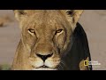 Leonas y Cachorros: Sobreviviendo al Exilio | Reino Salvaje | Nat Geo en Español