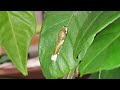 The Process Of Making Friends With a Giant Butterfly (Long-tail Swallowtail)