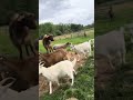 Happy goats leaping bounding at The Rescue Ranch