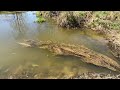 Beaver dam removal || GIANT DAM RELEASED TONS OF WATER!