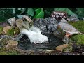 Cat TV | Dog TV! 4HRS of Soothing Birdbath with Birds Chirping for Separation Anxiety, No Loop! A166